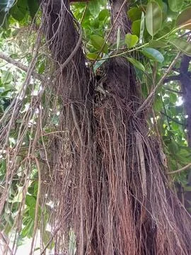 Root hanging Foto stock