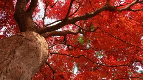 From the root of a huge tree with red leaves. Stock Footage 316048065