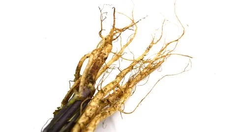 Root image Stock Photos