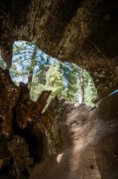 Root inside taken from inside to outside sequoia national park Stock Photos