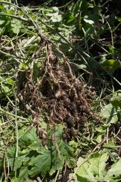 Root invated by nematodes Stock Photos