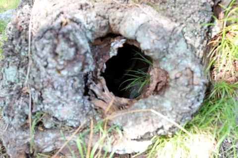 The root of a Japanese summer tree. Stock Photos
