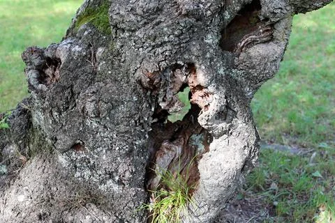 The root of a Japanese summer tree. Stock Photos