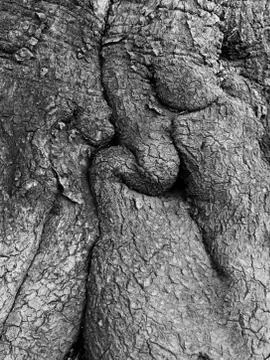 Root knot Fotos de archivo