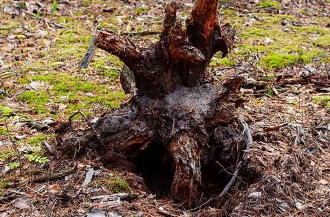 The root of a large tree or a hole in the autumn forest Stock Photos