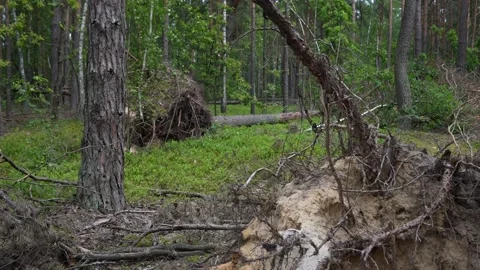 The root of a large tree that was uprooted by a hurricane. Stock Footage 336862571