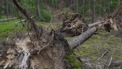 The root of a large tree that was uprooted by a hurricane. Stock Footage 336862622