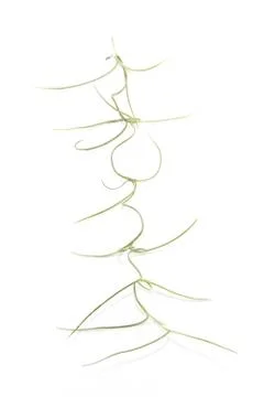 Root leaves natural shape and form Stock Photos