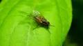 Root-Maggot Fly (Anthomyiidae sp.) 1 HD Footage