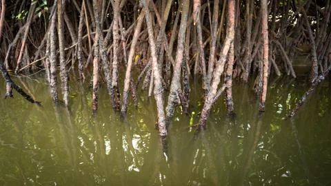 Root of mangrove Stock Photos