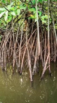 Root of mangrove 스톡 사진