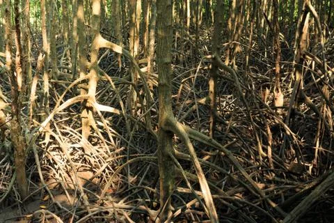 Root of mangrove tree Stock Photos