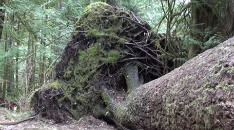 Root Mass Of Wind Fall Tree.m2ts Stock Footage 1103968