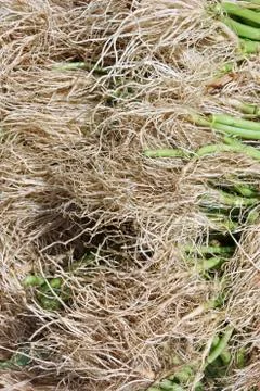 Root of morning glory Stock Photos
