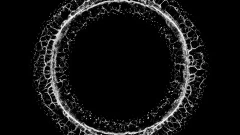 Root Network Ring. Organic Growth Simulation Stock Footage 247619639