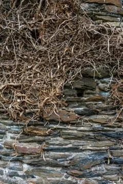 Root on an old castle wall Stock Photos