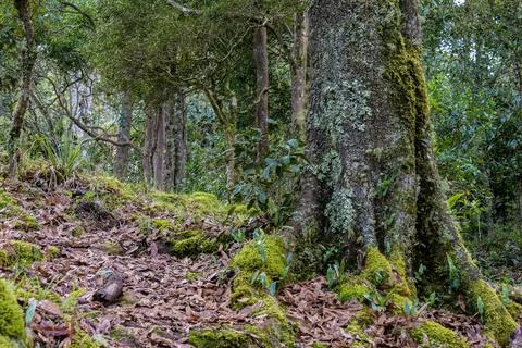 The root of an old Colombian oak tree covered with moss, with a lot of dried  Stock Photos
