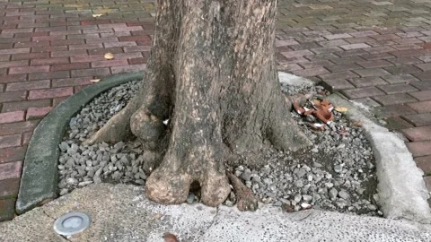A Root of an Old Huge Tree in an Outdoor Park Stock Footage 221556127