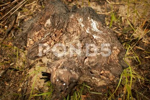 Root from an old tree in the forest Stock Photos