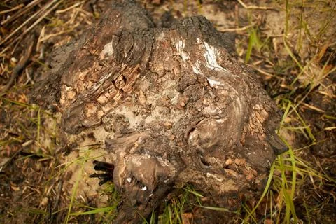 Root from an old tree in the forest Stock Photos