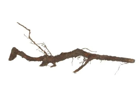 Root of old tree isolated on white background. Foto stock