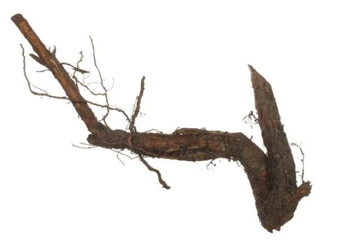 Root of old tree isolated on white background. Stock Photos