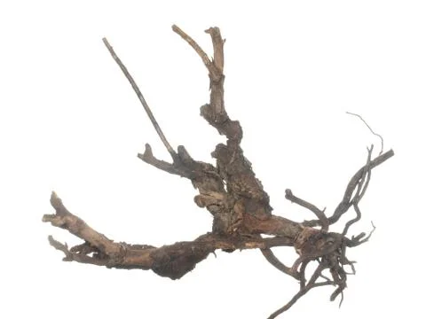 Root of old tree isolated on white background. Stock Photos