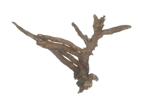 Root of old tree isolated on white background. Stock Photos