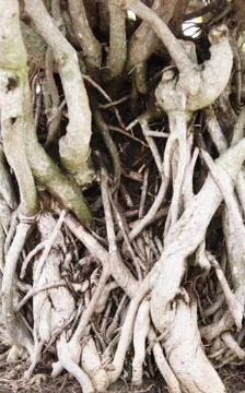 Root of old tree in the park. Stock Photos