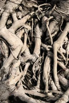 Root of old tree in the park. Stock Photos