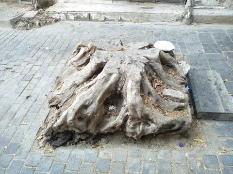 The Root of an Old Tree Stock Photos