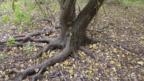 root of an old tree. tree roots on the g... | Stock Video | Pond5