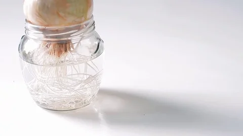 Root of onion 動画素材 74958085