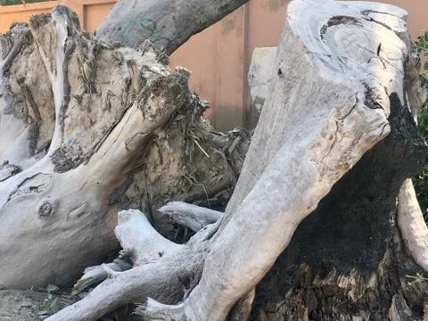 Root out chopped tree Trunk  Stock Photos