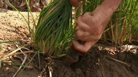 Root Out Vetiver Gras in Desert Video stock 24685152