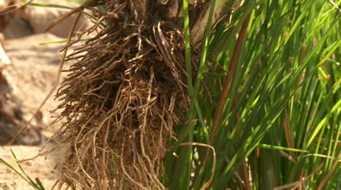 Root Out Vetiver Gras in Desert Stock Footage 24685158
