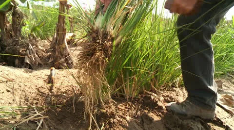 Root Out Vetiver Gras in Desert Stock-Footage 24685161
