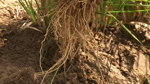 Root Out Vetiver Gras in Desert Video stock 24685165