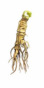 Root panax ginseng. Vector color vintage hatching illustration isolated on .. Stock-Illustration