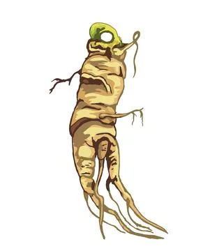Root panax ginseng. Vector color vintage hatching illustration isolated on .. Stock Illustration