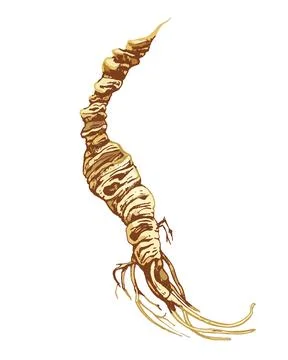 Root panax ginseng. Vector color vintage hatching illustration isolated on .. Stock Illustration