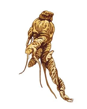 Root panax ginseng. Vector color vintage hatching illustration isolated on .. Stock Illustration