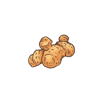 Root part of turmeric or curcuma plant, engraving vector illustration isolated. Stock Illustration