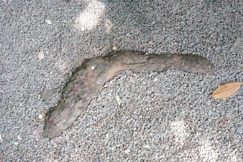 Root peeps on ground Fotos Stock