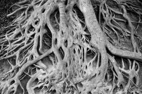 The root Stock-Fotos