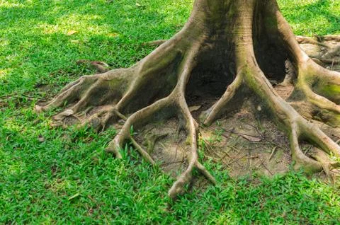The root Foto stock