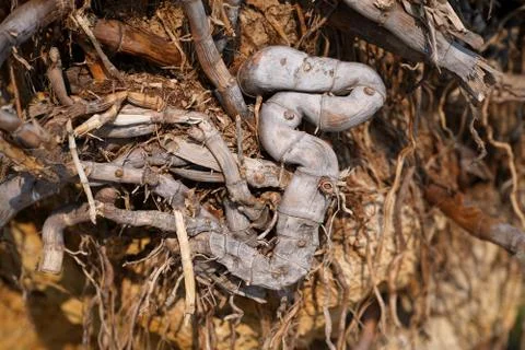 The root of the plant is dry, natural in clay soil, a fancy design of forms.  Stock Photos