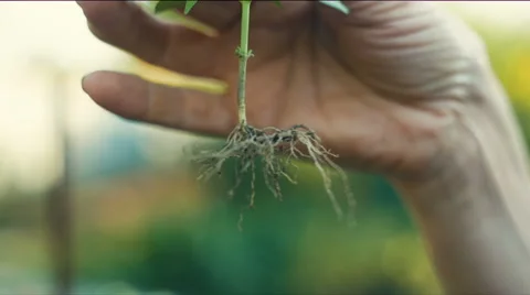 Root of a plant Video stock 68017346