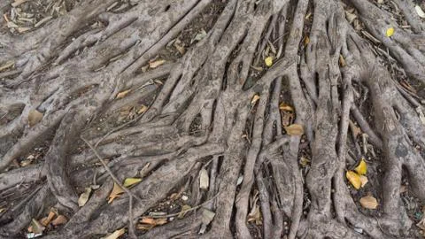 Root plant Stock Photos