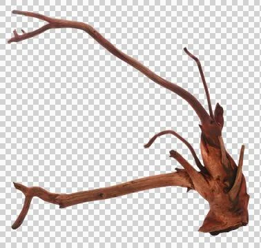 Root of a plant Stock Photos